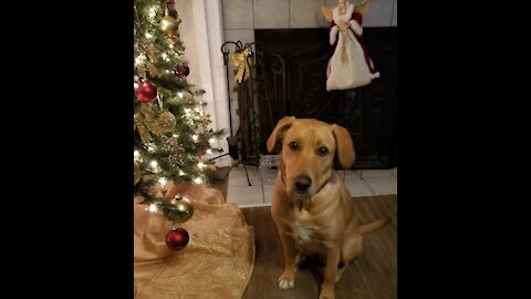 Dog performing Christmas magic