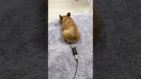 Dog is Farting on Mic 😂 #funny​ #shorts