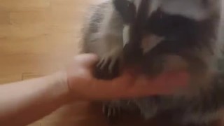 Clever raccoon demonstrates array of tricks