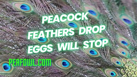 Peacock Feathers Drop Eggs Will Stop, Peacock Minute, peafowl.com