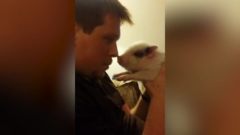 Unusual Friendship: A Man and A Piglet