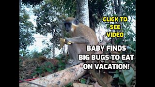 BABY EATS A HUGE BUG