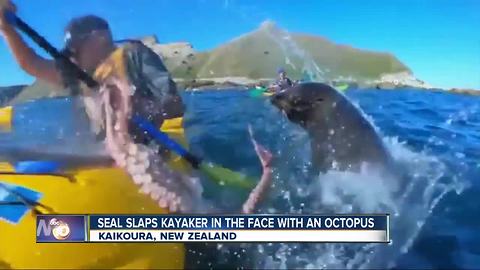 Seal slaps kayaker in the face with octopus