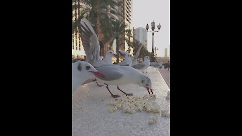 Cute birds love to eat popcorn