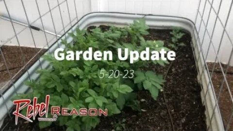 Garden Update 5-20-23