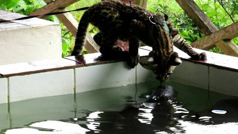 Ocelot cub discovers rescued manatees, tries to play with them