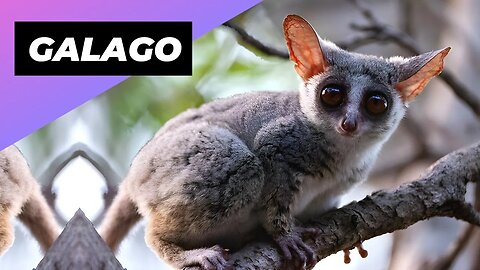 Galago 🐻 One Of The Cutest And Exotic Animals In The World #shorts
