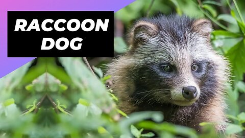 Raccoon Dog 🐶 Is It A Dog Or A Raccoon?