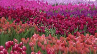 Free tulips given away in Amsterdam for National Tulip Day
