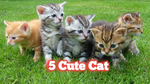 Top 5 cute Cat