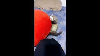 Pillow attacks Ferret