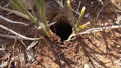 Wolf Spider Encounters A Huge Ant