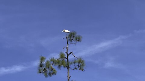 Wood Stork in Paradise Part 1- 11/1/2021- 4K