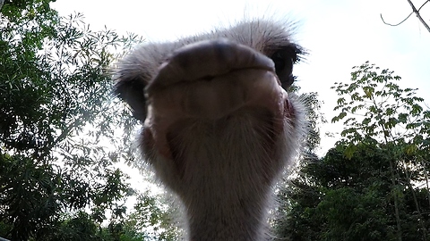 Huge, curious ostrich tries to eat GoPro