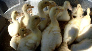 Orpington Ducklings Moving the Ducklings to a bigger area Video 11