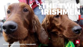 Dogs in the St. Paddy's Day spirit | Rare Animals
