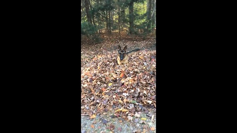 German Shepherd Fall in Love With Fall