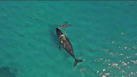 Newborn whale breathes for the first time