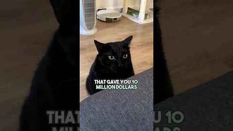 Would you?🤔 #cat #kitten #blackcat #leonthecatdad #leontcd #wouldyourather #relationship #relatable