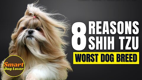 8 Reasons Shih Tzu Might Just Be The Worst Dog Breed