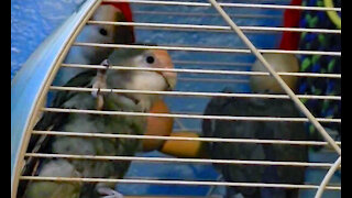 IECV PBV #11 | 👀Boys In The Cage, Peanut Eating Bread, & Bert Hanging Up Side Down🐥 1-5-2014