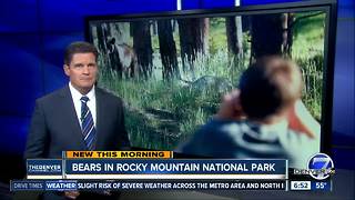 Bears in Rocky Mountain National Park