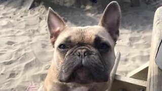 Ce chien creuse sur la plage, à la recherche de sa balle de sable