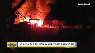 Nearly a dozen animals housed in barn at African Safari Wildlife Park in Port Clinton perish in fire