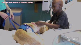 Johns Hopkins All Children’s Hospital welcomes new four-legged employee