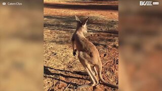 Søte kenguruer bare for deg