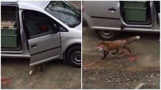 Raposa invade carro para roubar pizza