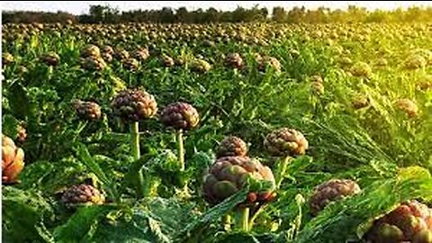 Flowers of Middle-earth Artichokes Farm and Harvest - Artichokes Cultivation Technology