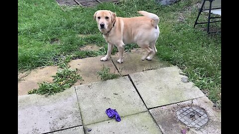 Dog pops balloon and is left in complete confusion