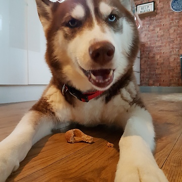 Indiana the yoga husky