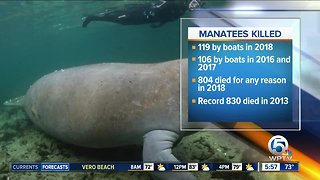 Record number of Florida manatees killed by boaters