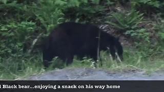 Black bear meanders home after tough day