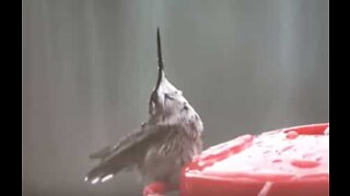 Hummingbird loves summer rain