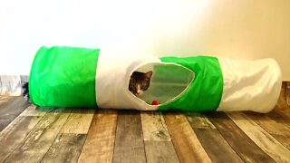I Don't Like This Cat Tunnel