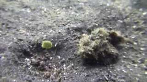 Underwater animal attack Boxfish vs. Scorpionfish