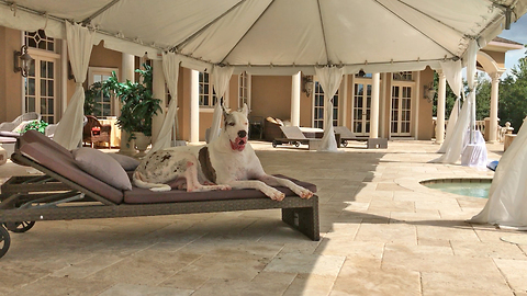 Great Dane Watches Thunderstorm From in a Tent