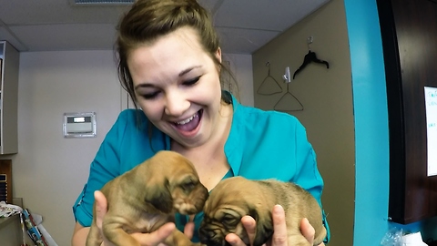 Cuddling with adorable rescued hound puppies