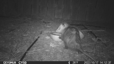 Trail Camera - of Opossum Eating a Watermelon