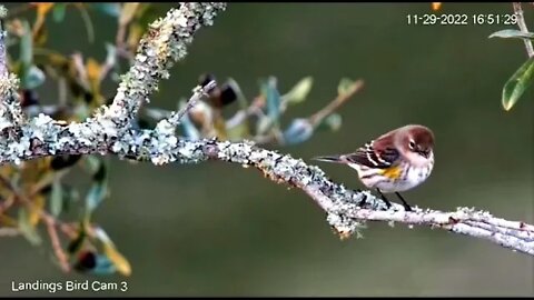 Yellow Rumped Warbler Close-Up 🌳 11/29/22 16:51