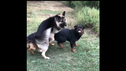 Rottweiler Vs German shepherd