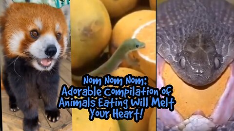 Nom Nom Nom: Adorable Compilation of Animals Eating Will Melt Your Heart!