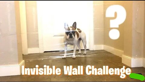 Dog vs invisible wall challenge