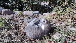Cat-mom and her kitten play outside