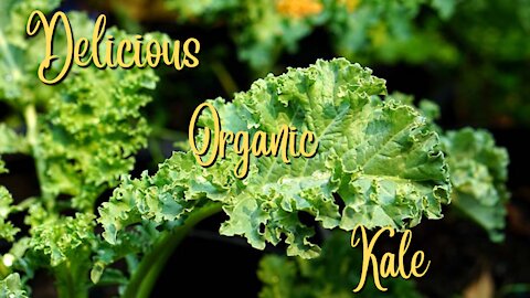 Kale planting and growing guide