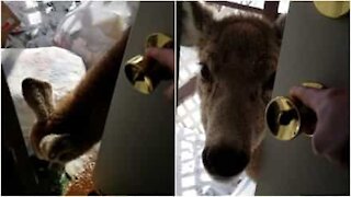 Cervo bussa alla porta per chiedere da mangiare