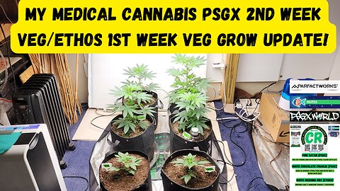 My Medical Cannabis PSGX 2nd Week Veg | Ethos 1st Week Veg Grow Update!